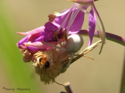 Misumena vatia - Goldenrod Spider with moth 1.jpg
