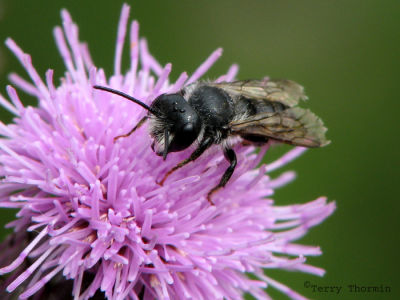 Megachile sp. - Leaf-cutter Bee A1.jpg