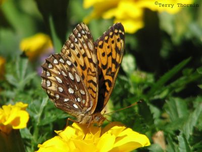 Speyeria atlantis - Atlantis Fritillary 12.jpg