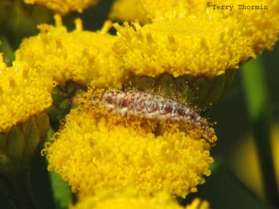 Lacewing larva A2.jpg