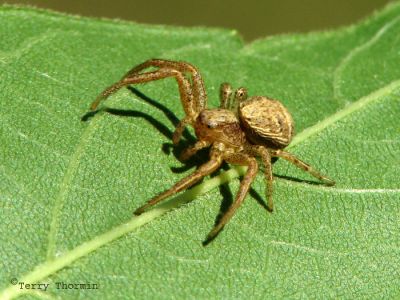 Xisticus sp. - Crab Spider B1.jpg