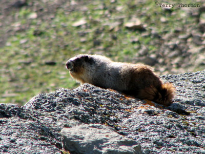 Hoary Marmot 1.jpg