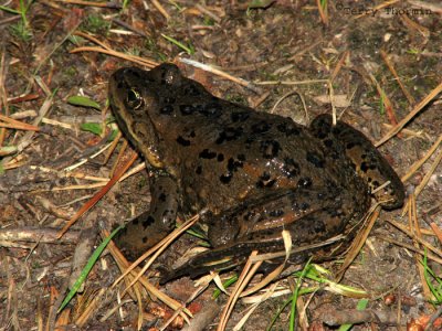 Spotted Frog 1.jpg
