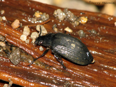 Amphizoa lecontei - Trout Stream Beetle 1.jpg