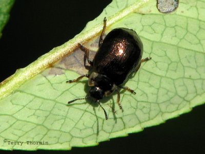 Chrysomela schaefferi - Chrysomelid beetle A1.jpg