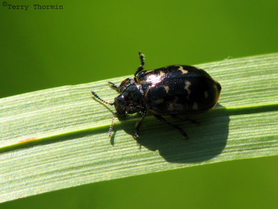Chrysomela aneicollis - Chrysomelid beetle B1.jpg