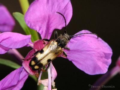 Xestoleptura tibaialis - Longhorn beetle 2.jpg