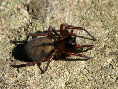 Amaurobiid spider A1.jpg