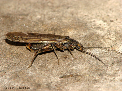 Peltoperlidae - Roachlike Stonefly A1.jpg