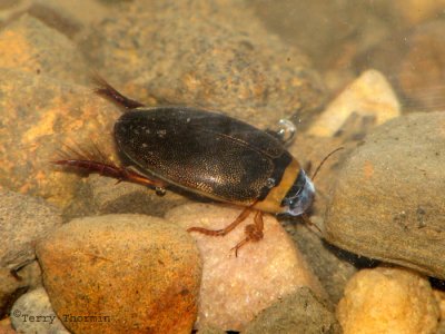 Graphoderus occidentalis - Predaceous Diving Beetle C1.jpg