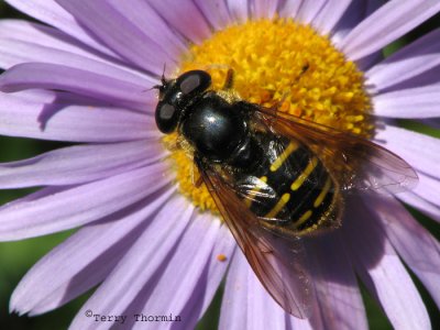 Sericomyia chrysotoxoides - Flower Fly 1.jpg
