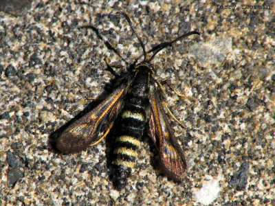 Clearwing Moths - Sesiidae