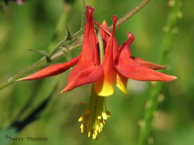 Aquilegia formosa - Red flowered Columbine 1.jpg