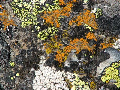 Lichen encrusted rock.jpg