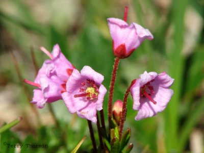 Phyllodoce empetriformis - Red Mountain Heather 1.jpg