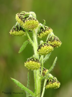 Artemisia norvegica1.jpg