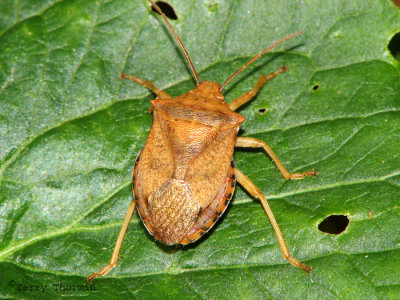 Apateticus braceatus - Predacious Stink Bug 1.jpg