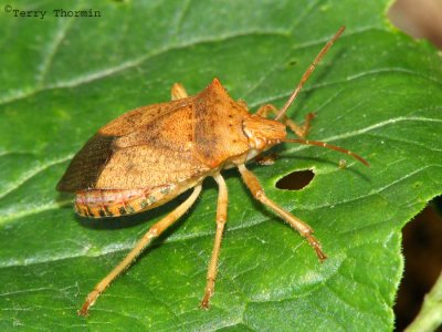 Apateticus braceatus - Predacious Stink Bug 2.jpg