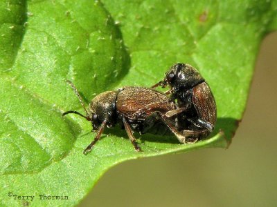 Bromius obscurus - Western Grape Rootworm Beetle 3.jpg