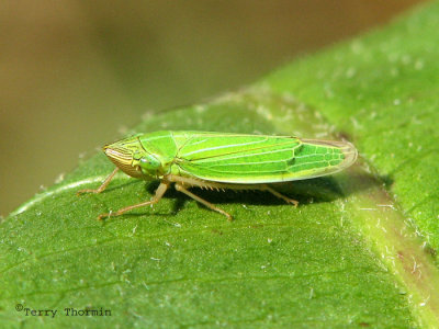 Draeculacephala prasina - Leafhopper A4.jpg