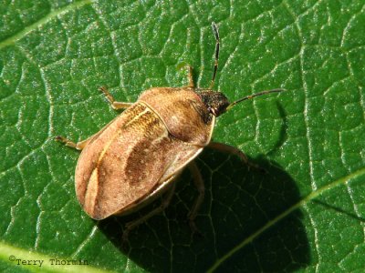 Homaemus parvulus - Shield-backed Bug 2.jpg