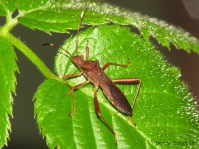 Megalotomus quinquespinosus - Broad-headed Bug 2.jpg
