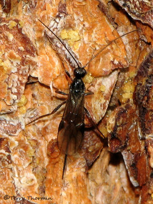 Coeloides dendroctoni - Braconid wasp parasite on Mountain Pine Beetle 1.jpg