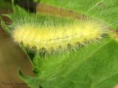 Spilosoma virginica - Yellow Woollybear 1.jpg