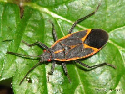 Scentless Plant Bugs - Rhopalidae