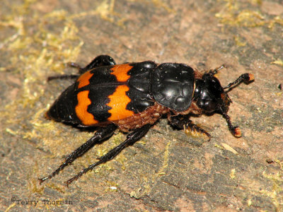 Carrion Beetles - Silphidae
