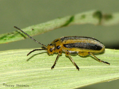 Trirhabda canadensis - Leaf Beetle 2a.jpg