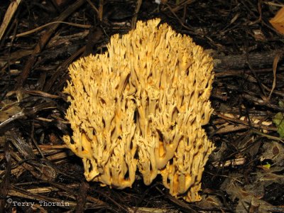 Ramaria sp. - Coral Fungus A1.jpg