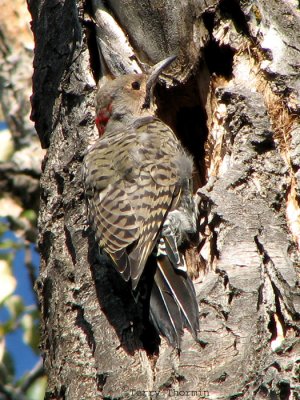 Northern Flicker, Yellow-shafted.jpg