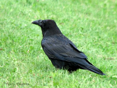 Common Raven 1.jpg