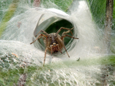 Agelenopsis utahana - Funnel-weaver Spider female 2.jpg