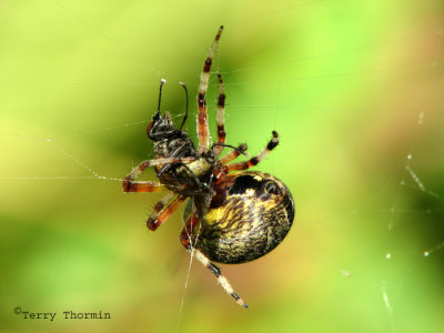 Araneus marmoreus - Marbled Spider with prey 1.jpg