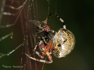 Araneus marmoreus - Marbled Spider with prey 2.jpg