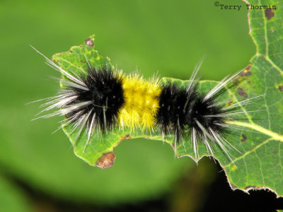 Lophocampa maculata - Spotted Tussock Moth caterpillar 3.jpg