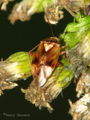 Lygus hesperus - WesternTarnished Plant Bug 1 1.jpg