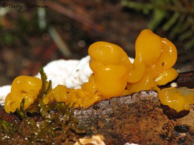 Dacrymyces palmatus - Orange jelly fungus 2a.jpg