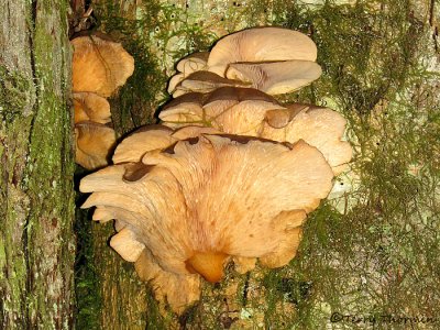Pleurotus ostreatus Oyster Mushroom 1b.jpg
