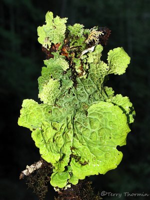 Lobaria pulmonaria - Lung Lichen 1a.jpg