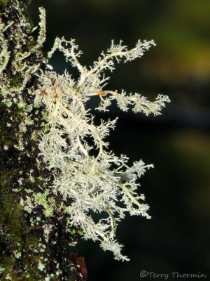 Sphaerophorus  globosus - Christmas Tree Lichen 2a.jpg