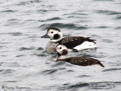 Long-tailed Ducks - females 1a.jpg
