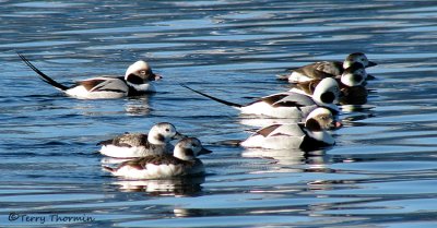 Long-tailed Ducks 15b.jpg