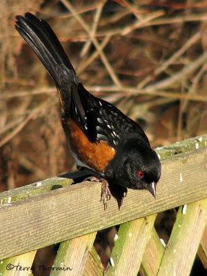 Spotted Towhee 7a.jpg
