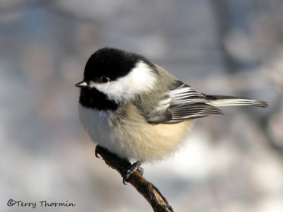 Chickadees and Nuthatches