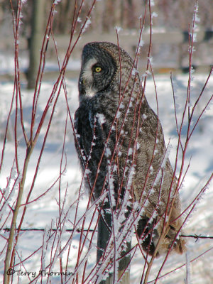 Great Gray Owl 13a.jpg