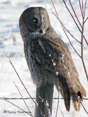 Great Gray Owl 14a.jpg