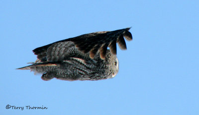 Great Gray Owl in flight 1a.jpg